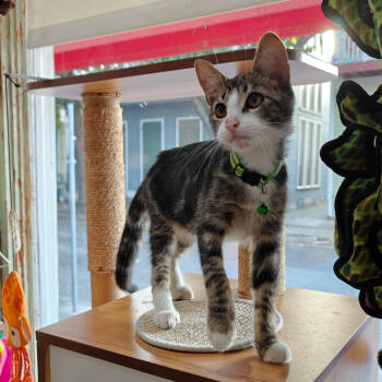 Rescue Domestic Short Hair Cats for Adoption in New Orleans, Louisiana - Tin | PetCurious