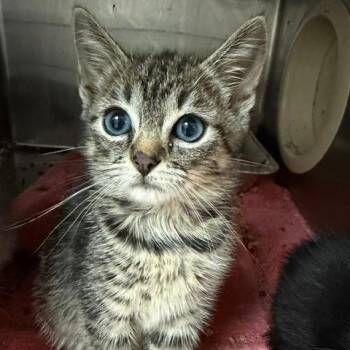 Porsche -  Domestic Short Hair Cat for Adoption in Cumming, Georgia - Porsche | PetCurious
