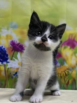 Domestic Short Hair Cats Available for Adoption in San Antonio, Texas - Toast | PetCurious