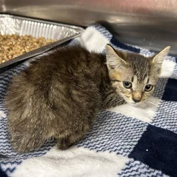 Brenda -  Domestic Short Hair Cat for Adoption in Pauls Valley, Oklahoma - Brenda | PetCurious