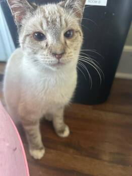 Maxwell -  Domestic Short Hair Cat for Adoption in Cumming, Georgia - Maxwell | PetCurious
