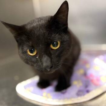 Domestic Short Hair Cats Available for Adoption in Fort Worth, Texas - Charcoal | PetCurious