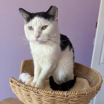 Moe -  Domestic Short Hair Cat for Adoption in Kennett Square, Pennsylvania - Moe | PetCurious