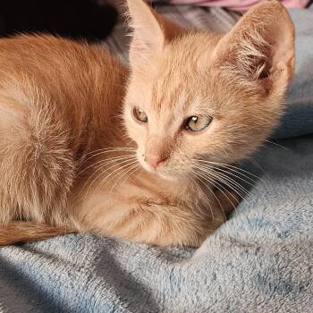 Wally -  Tabby Cat for Adoption in Dallas, Texas - Wally | PetCurious