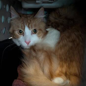 Blanquito -  Domestic Short Hair Cat Available for Adoption in Fairport, New York - Blanquito | PetCurious