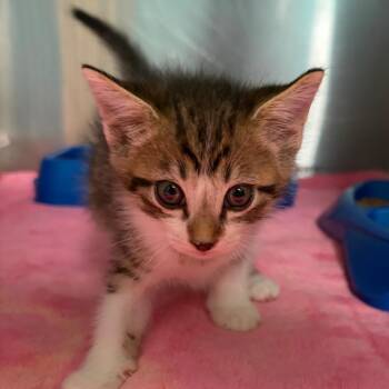 Victor -  Domestic Short Hair Cat for Adoption in Lake Jackson, Texas - Victor | PetCurious