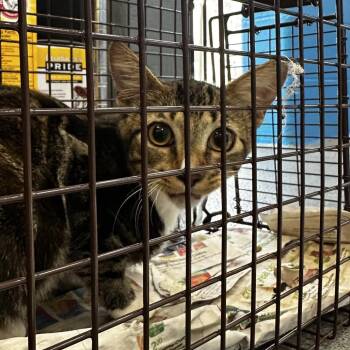 Montgomery 126 -  Domestic Short Hair Cat for Adoption in Montgomery, Alabama - Montgomery 126 | PetCurious