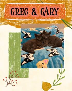 Gary & Greg(Bonded Pair) -  Domestic Short Hair Cat for Adoption in Oregon, Wisconsin - Gary & Greg(Bonded Pair) | PetCurious