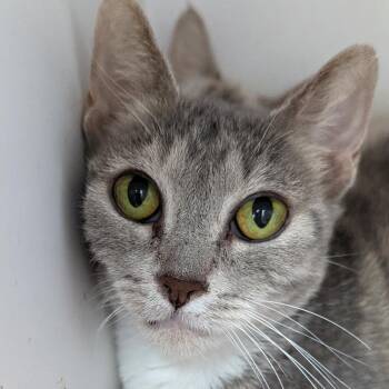 Sally -  Domestic Short Hair Cat for Adoption in Kanab, Utah - Sally | PetCurious