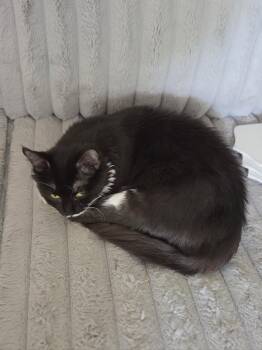 Olive -  Tuxedo and Domestic Short Hair Cat for Adoption in Fort Myers, Florida - Olive | PetCurious