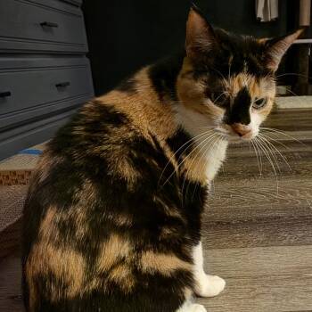 Domestic Medium Hair Cats Available for Adoption in Springfield, Missouri - Catarina And Tommy | PetCurious