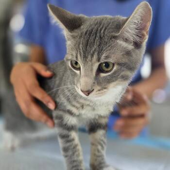 Clay -  Domestic Short Hair Cat for Adoption in Chapel Hill, North Carolina - Clay | PetCurious