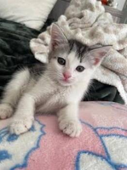 American Shorthair Cats Available for Adoption in Beaverton, Oregon - Sadie | PetCurious