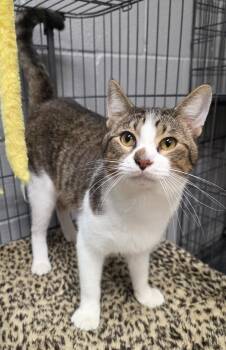 Domestic Short Hair Cats Available for Adoption in Gainesville, Texas - Banana | PetCurious