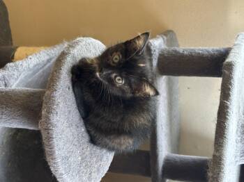 recess -  Domestic Short Hair Cat for Adoption in Bethel Park, Pennsylvania - Recess | PetCurious