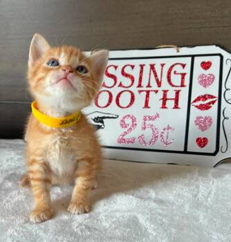Sunflower -  Tabby Cat for Adoption in Tulsa, Oklahoma - Sunflower | PetCurious