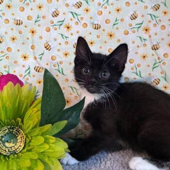 Bicycle Day -  Domestic Short Hair Cat Available for Adoption in Toms River, New Jersey - Bicycle Day | PetCurious