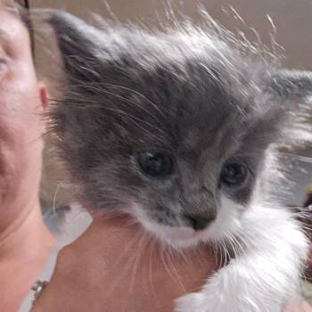 Razzle -  Domestic Medium Hair Cat for Adoption in Klamath Falls, Oregon - Razzle | PetCurious
