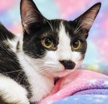 Tucker - Rancho Cucamonga PetSmart -  Domestic Short Hair Cat for Adoption in Yorba Linda, California - Tucker - Rancho Cucamonga PetSmart | PetCurious