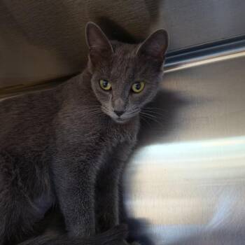 Pearl -  Domestic Short Hair Cat for Adoption in Cedaredge, Colorado - Pearl | PetCurious