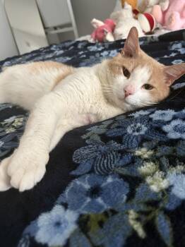 Domestic Short Hair Cats Available for Adoption - Pumpkin | PetCurious