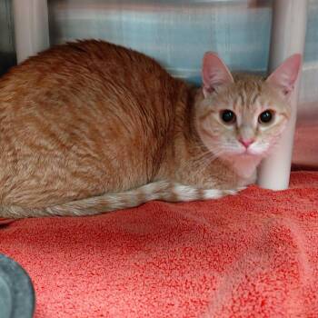 Domestic Short Hair Cats Available for Adoption in Philadelphia, Pennsylvania - Tuna Kitty | PetCurious