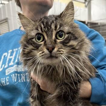 Domestic Long Hair Cats Available for Adoption - Fluff_2 | PetCurious