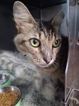 TOGA -  Domestic Medium Hair Cat for Adoption in Fort Walton Beach, Florida - TOGA | PetCurious