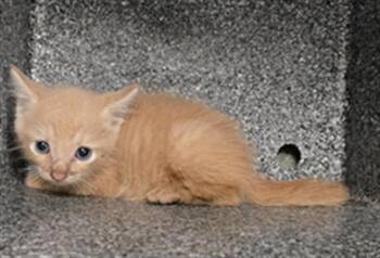 PUMPKIN -  Domestic Short Hair Cat for Adoption in Dallas, Texas - PUMPKIN | PetCurious