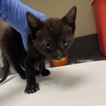 Domestic Short Hair Cats Available for Adoption in Columbus, Georgia - 05/01/2026-Stray-VeteransParkway/AirportThruway | PetCurious
