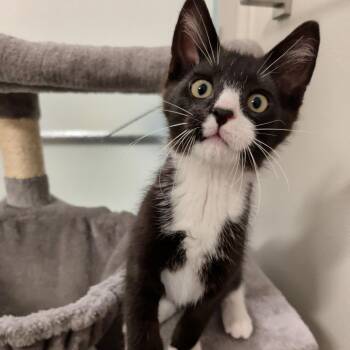 Flint -  Domestic Short Hair Cat for Adoption in Washington, Pennsylvania - Flint | PetCurious