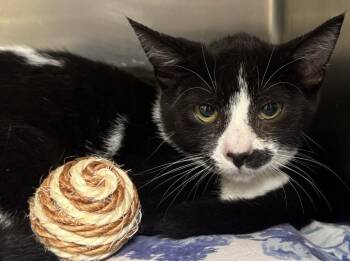 Leaf -  Domestic Short Hair Cat for Adoption in Saint Clairsville, Ohio - Leaf | PetCurious