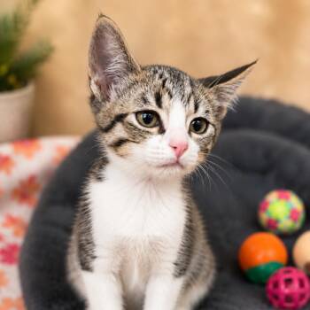Tuna -  Domestic Short Hair Cat for Adoption in Wickenburg, Arizona - Tuna | PetCurious