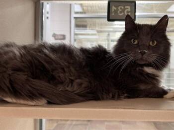 ALBACORE -  Domestic Long Hair Cat for Adoption in Colorado Springs, Colorado - ALBACORE | PetCurious