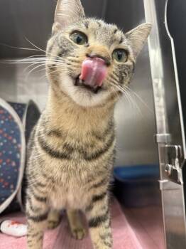 Agatha -  Domestic Short Hair and Tabby Cat for Adoption in St. Cloud, Florida - Agatha | PetCurious
