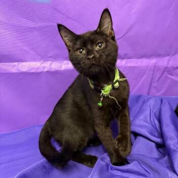 Daxton -  Domestic Medium Hair Cat for Adoption in North Myrtle Beach, South Carolina - Daxton | PetCurious