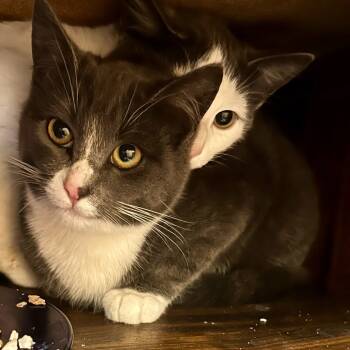 Rescue Domestic Short Hair Cats for Adoption in Coos Bay, Oregon - Bombona | PetCurious