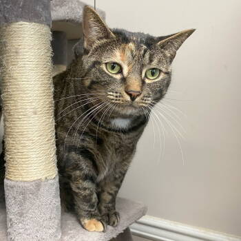 Rescue Domestic Short Hair and Tabby Cats for Adoption in Littlestown, Pennsylvania - Loona | PetCurious