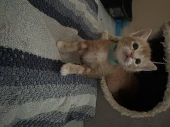 Skittles -  Domestic Short Hair Cat for Adoption in Fruit Heights, Utah - Skittles | PetCurious