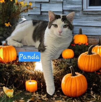Domestic Short Hair Cats Available for Adoption - Panda | PetCurious