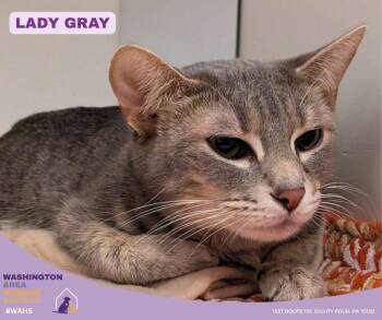 Domestic Short Hair Cats Available for Adoption in Eighty Four, Pennsylvania - Lady Gray | PetCurious