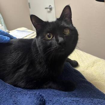 Pixie -  Domestic Short Hair Cat for Adoption in Tempe, Arizona - Pixie | PetCurious
