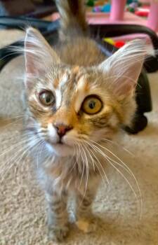 Rowdy -  Tabby Cat for Adoption - Rowdy | PetCurious
