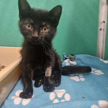 Domestic Short Hair Cats Available for Adoption in Fall River, Massachusetts - Raven | PetCurious
