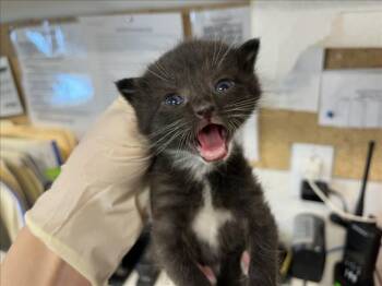 Domestic Short Hair Cats Available for Adoption in Santa Fe, New Mexico - REISHI | PetCurious
