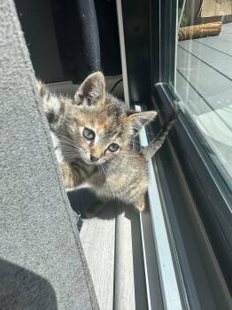 Sushi -  Torbie and Domestic Medium Hair Cat for Adoption in Walnut Creek, California - Sushi | PetCurious