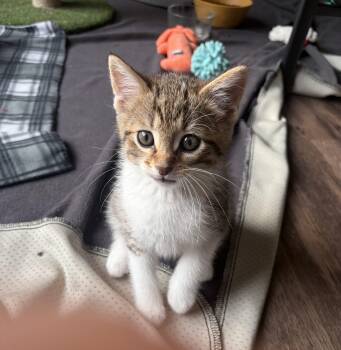 Poseidon -  Domestic Short Hair and Tabby Cat for Adoption in Fishers, Indiana - Poseidon | PetCurious