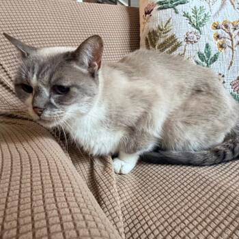 Siamese and Domestic Medium Hair Cats Available for Adoption in Lewisville, Texas - Zoe | PetCurious