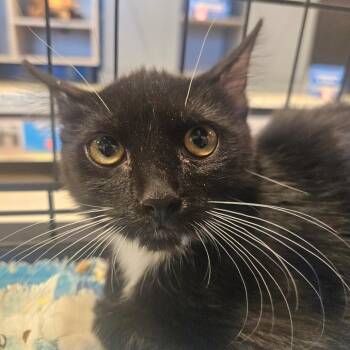 Vinny -  Domestic Short Hair Cat for Adoption in Grantsville, Utah - Vinny | PetCurious