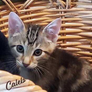 Tabby and Domestic Short Hair Cats Available for Adoption in Houston, Texas - Caleb #winsome-fivesome | PetCurious